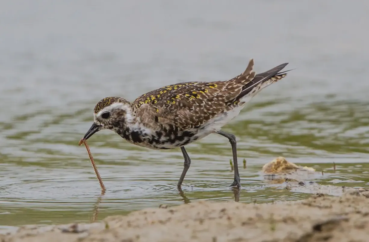 Spring 2026 Sees Remarkable Sightings of Rare Birds in Morocco