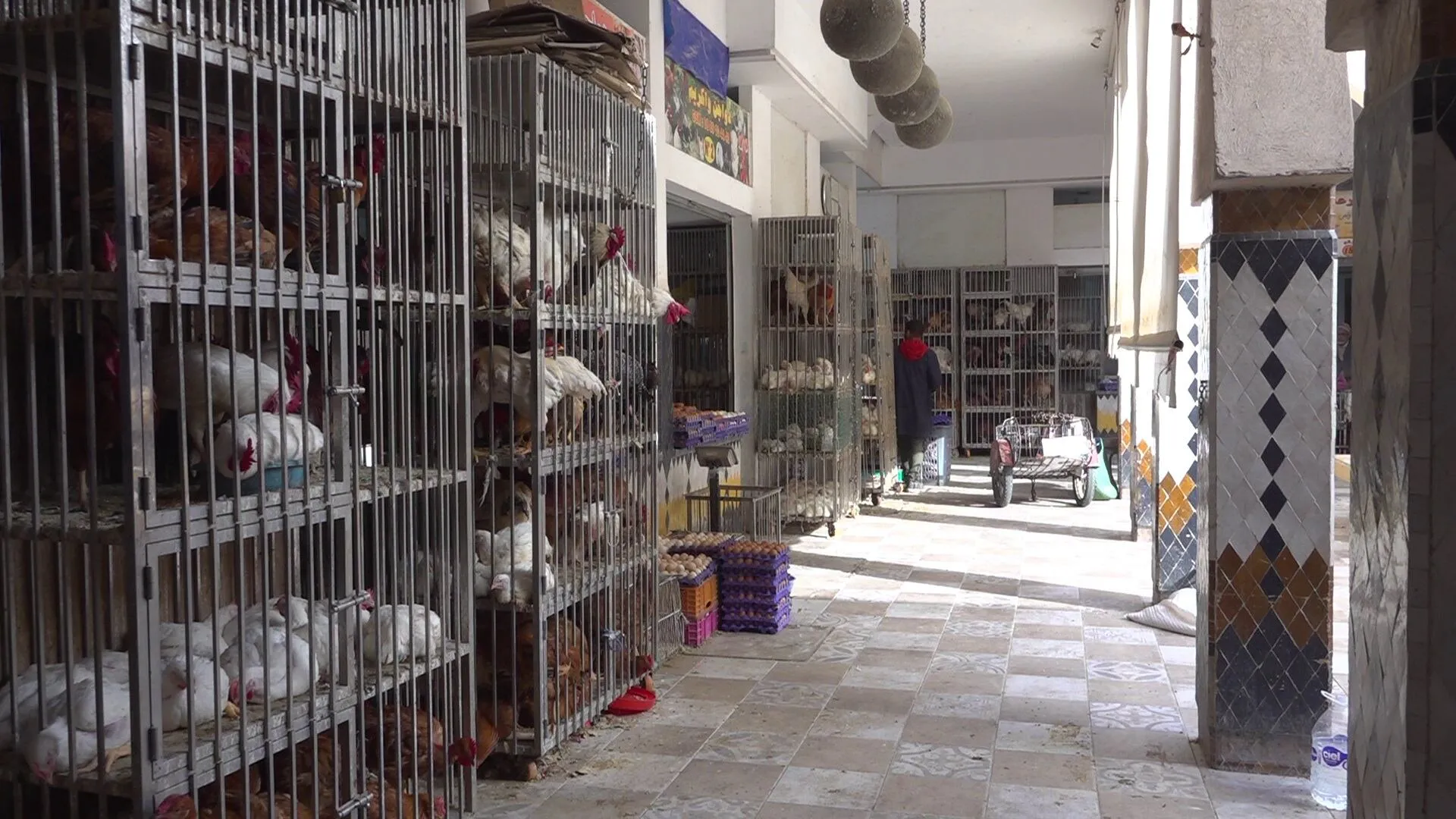 Urgent Need for Standards in Agadir's Souk El Had Poultry Pavilion
