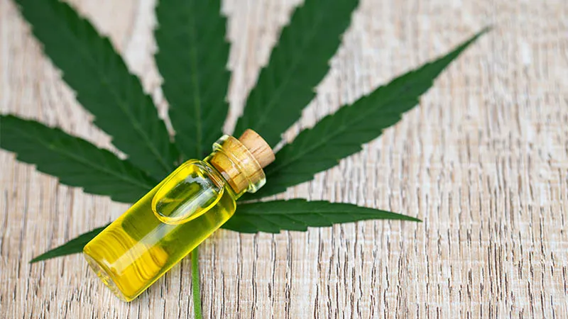 Groundbreaking Study Reveals Environmental and Social Impact of Cannabis Oil in Morocco