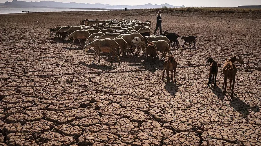 Morocco's Agriculture Struggles Amidst Rising Extreme Heat: A Critical Report