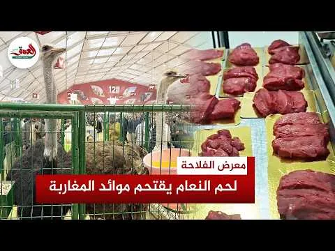 Discovering the Secrets of Taroudant's Giant Eggs: A Farming Marvel