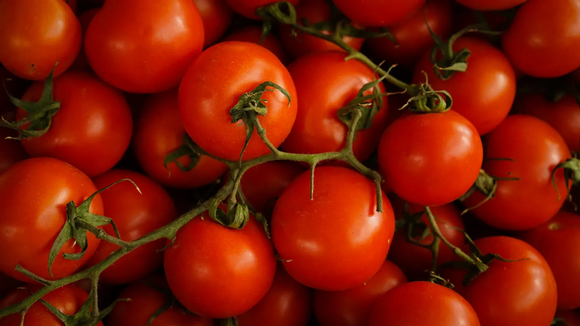 Tomato Prices Surge in Europe Amidst Supply Challenges from Morocco