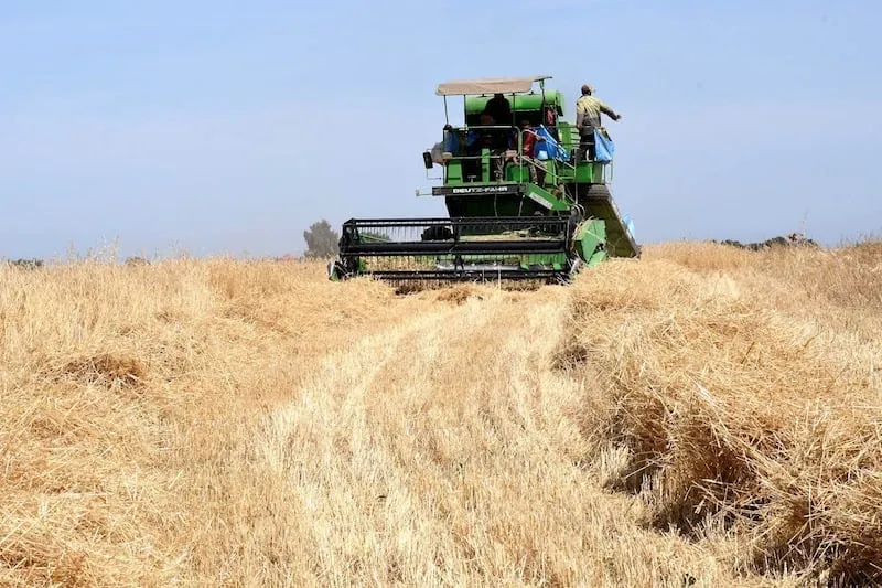 Morocco's Farmers Face Dire Challenges Amidst Extreme Heat and Drought