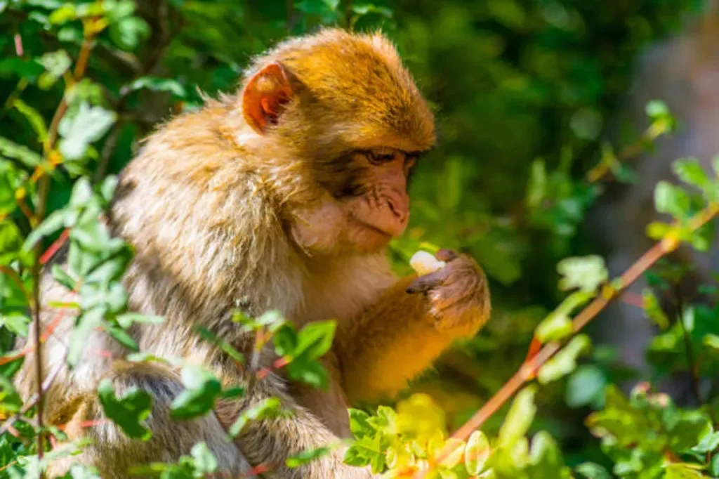 Discovering the Top 10 Wildlife Conservation Triumphs in Ifrane National Park, Morocco