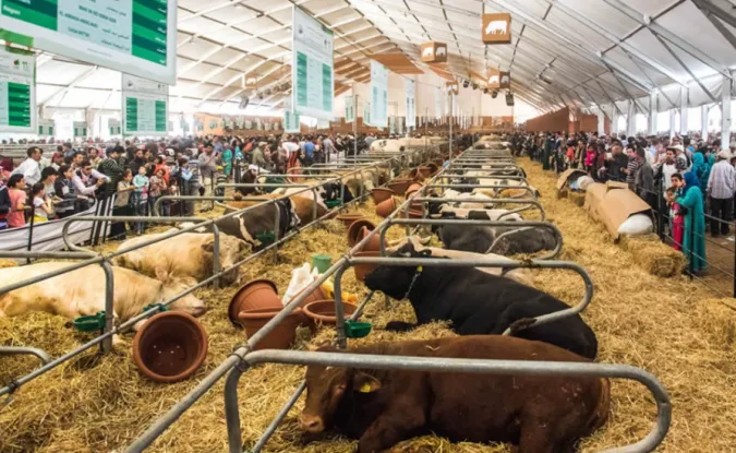 Casablanca Celebrates Japanese Culture at the Fourth Edition of 'Morocco: Land of Cultures'