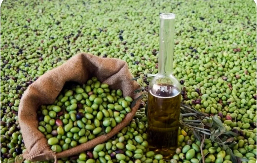 Celebrating the Best Olive Oils at the National Competition in Meknes