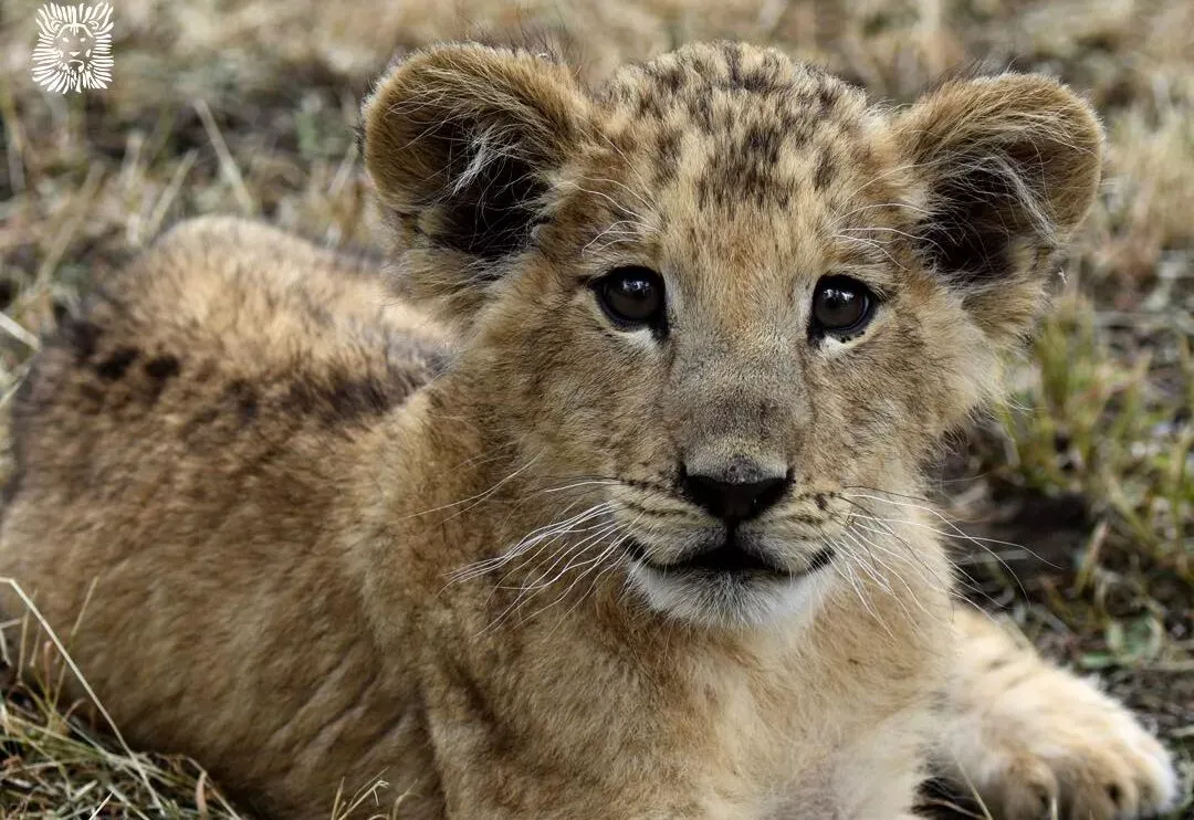 Rabat Zoo Celebrates Remarkable Births of Over Fifty Species in Early 2026