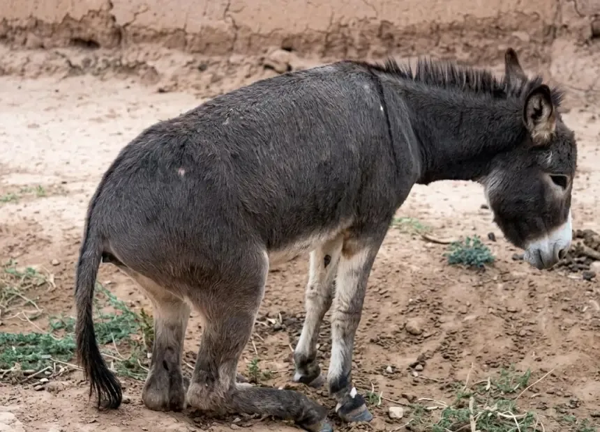 Court Ruling in Essaouira Grants Justice to a Donkey Victimized by Axe Attack