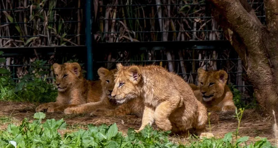 Rabat Zoo Celebrates Births of 50 Species in Early 2026