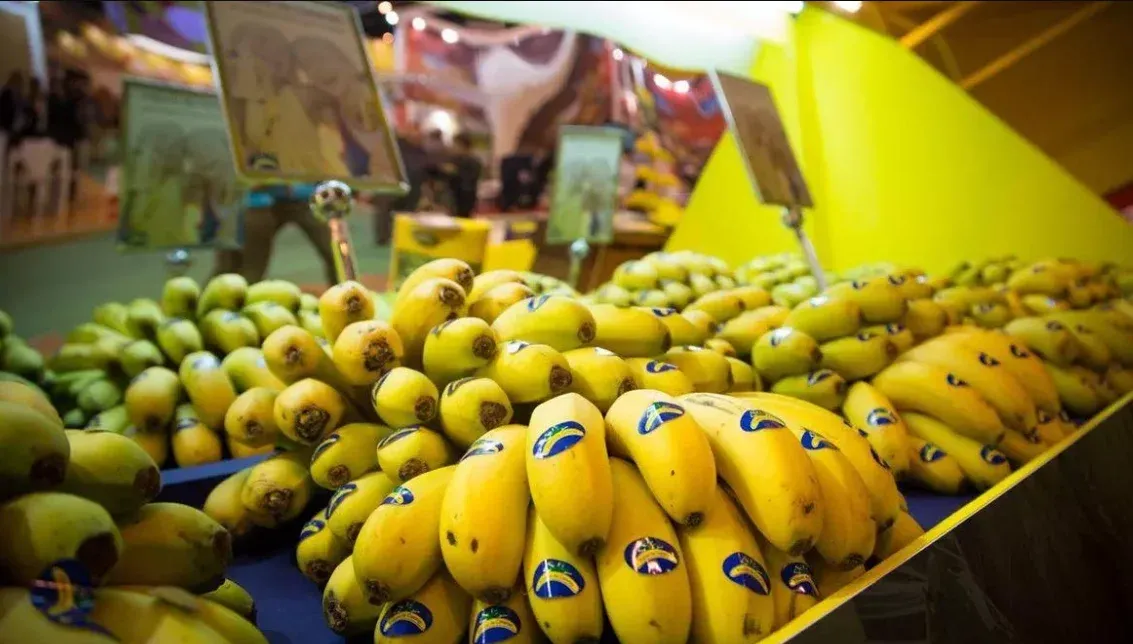 Morocco Emerges as Primary Destination for 3.6 Million Kilograms of Surplus Bananas from the Canaries