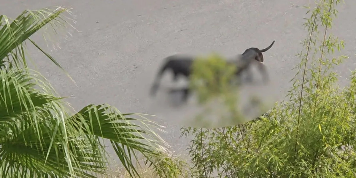 Brutal Dog Attack in Marrakech Leaves Man Hospitalized