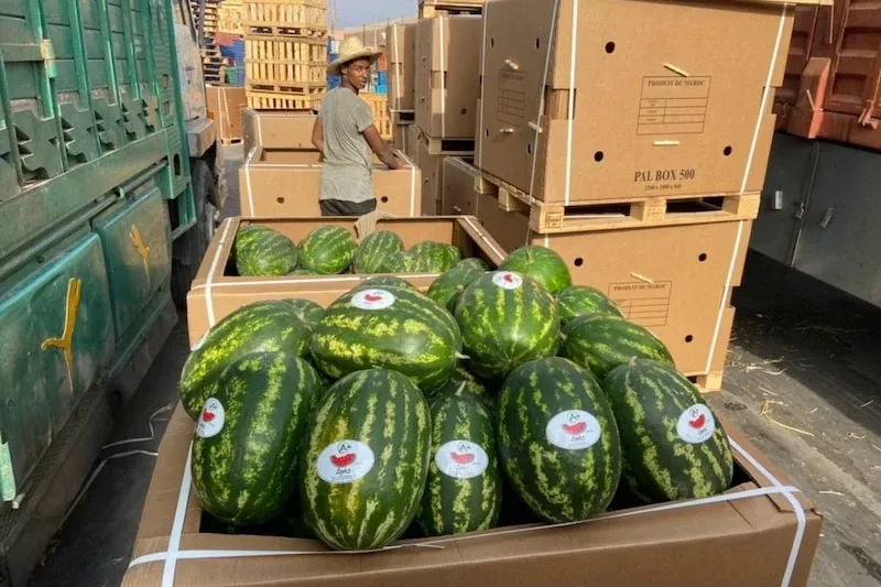 Moroccan Watermelon Strengthens Export Position in Europe