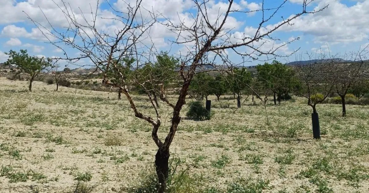 Water Politics in Spain: A Paradoxical Crisis for the Southeast