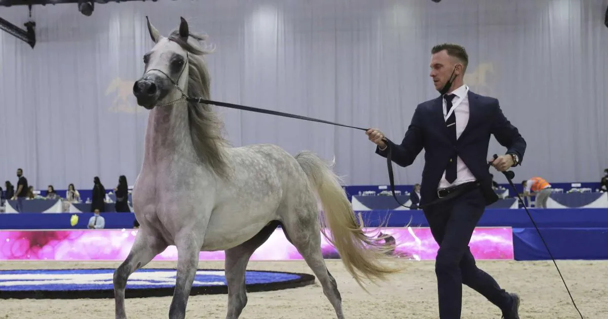 UAE Arabian Horse Global Cup: A Majestic Showcase in Morocco
