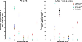 Day-Night Variations in Sleep and Activity Patterns of Newborn Lambs: Insights into Rumination Effects