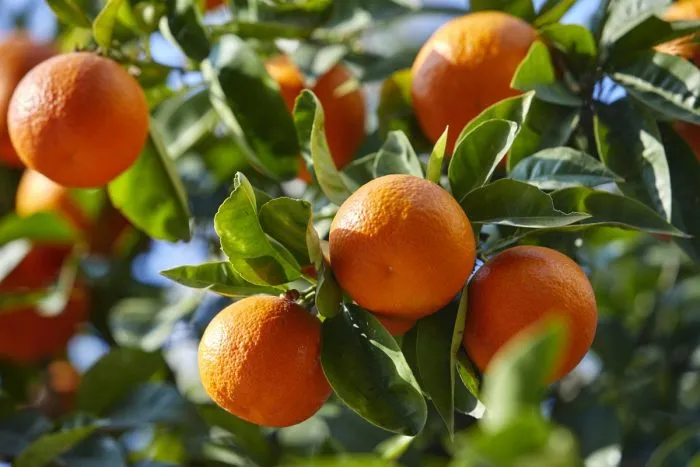 Agadir to Host the 12th International Symposium on Economic Impact Fruit Flies