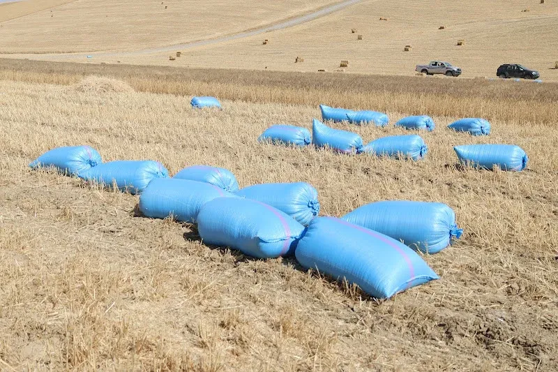 Kazakhstan Looks to Morocco for Expanding Grain Exports to Africa