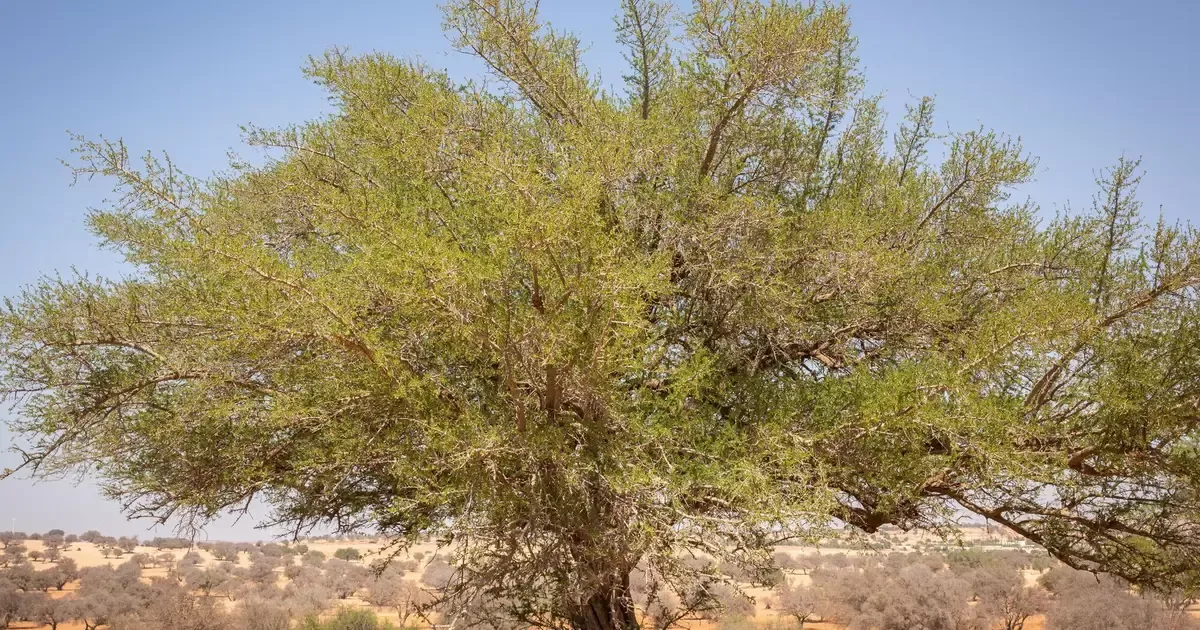 The Golden Elixir: Discovering the Argan Tree of Morocco