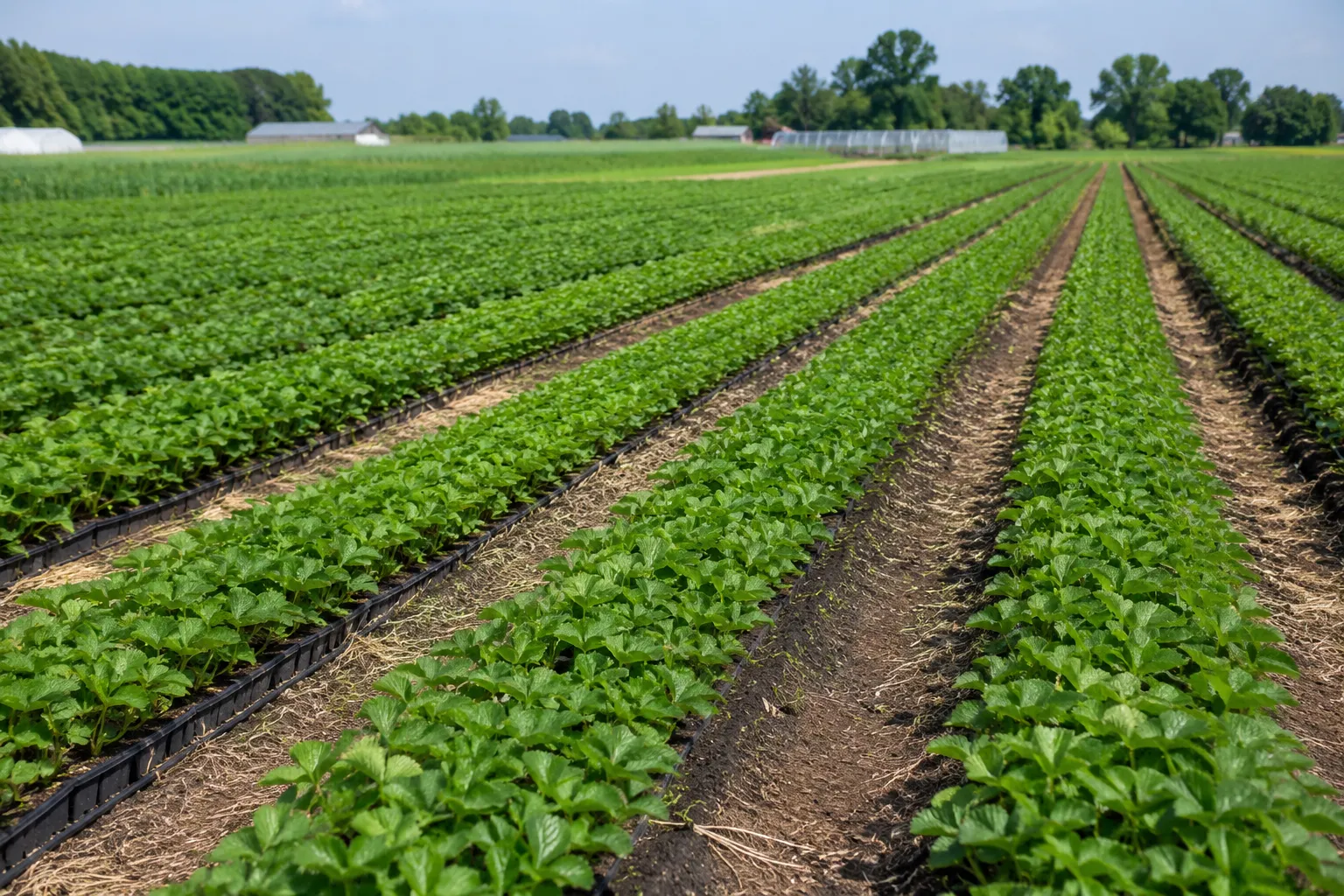 The Impact of Minimum Wage on Germany's Fruit Farming: KRAEGE's Shift to Morocco