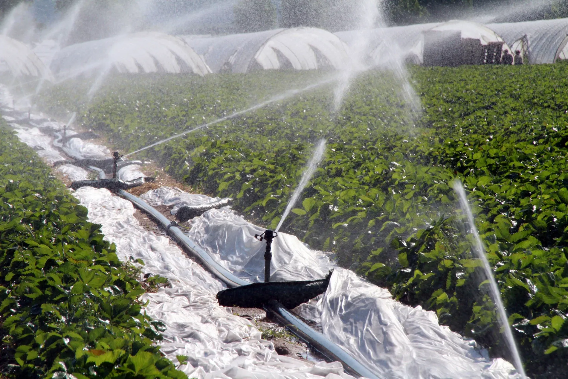 German Strawberry Farm Expands to Morocco Amid Water Challenges