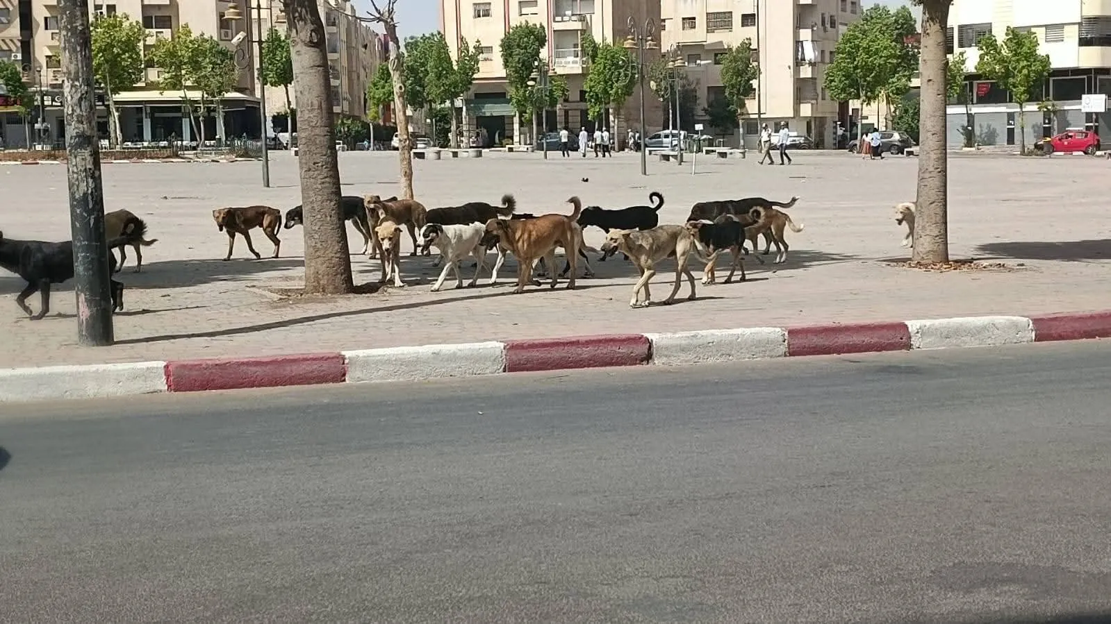 Residents of Fes Struggle with Stray Dogs: Urgent Calls for Action from Mayor Abdel Salam Boucali