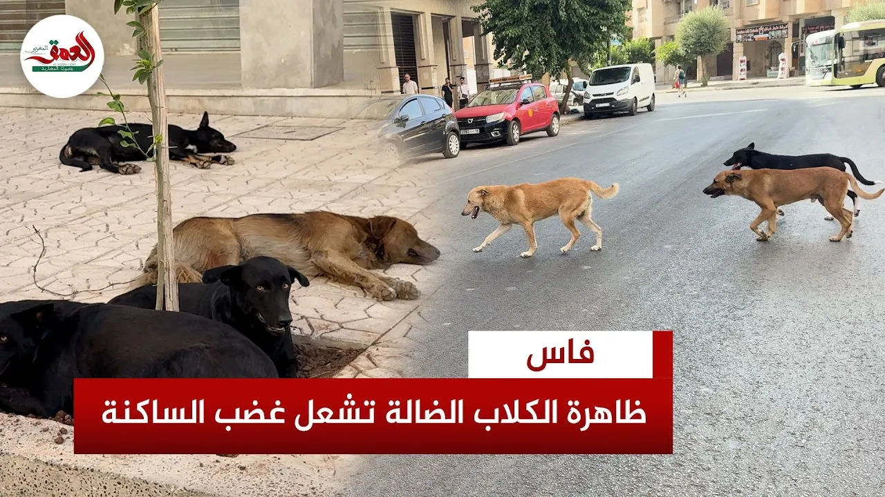 Stray Dogs Pose Nighttime Threat to Fes Residents: A Growing Concern