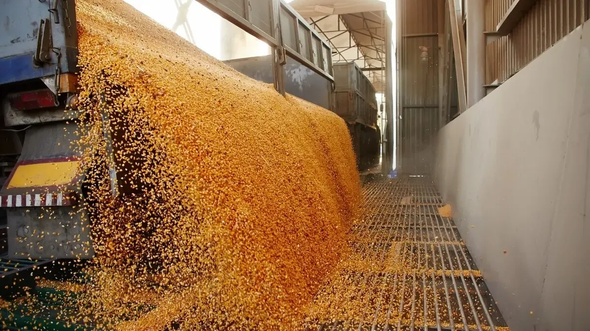 Morocco Resumes Soft Wheat Imports Starting Mid-September