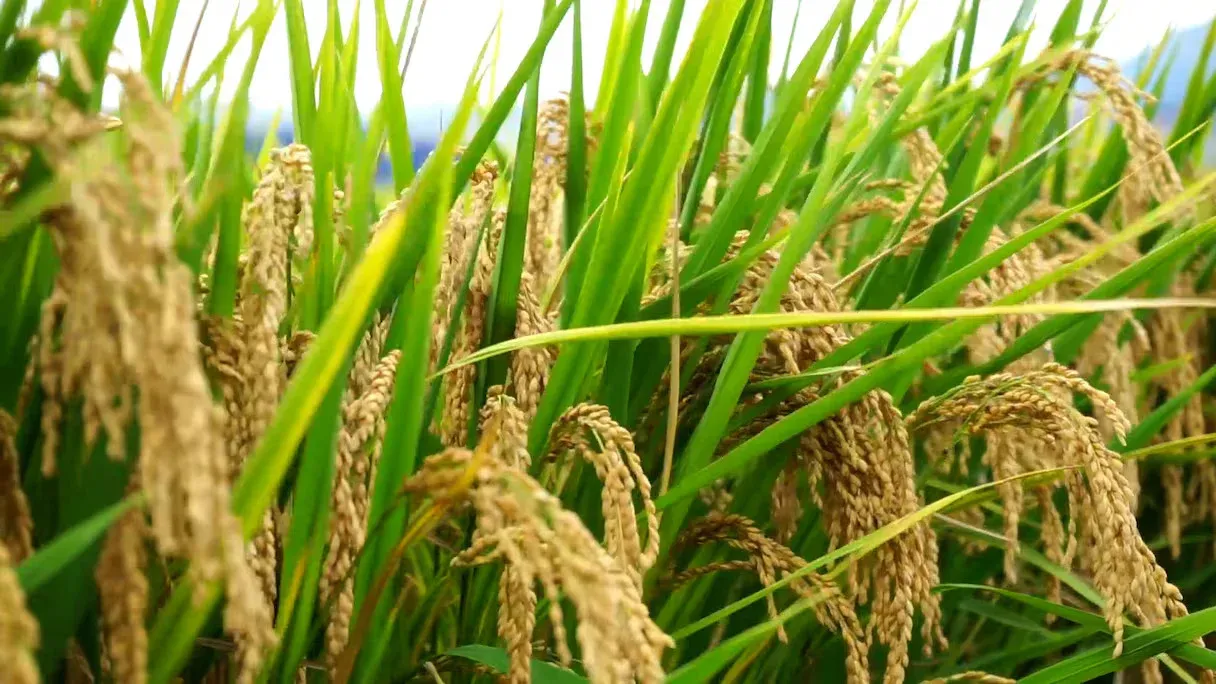 Urgent Call for Support: Morocco's Rice Farmers Face Unprecedented Challenges