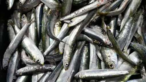 Supply Shortages of Sardines: Causes and Implications