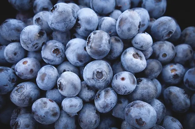 Surge in Moroccan Blueberry Exports to Switzerland: A 75% Growth in 2026