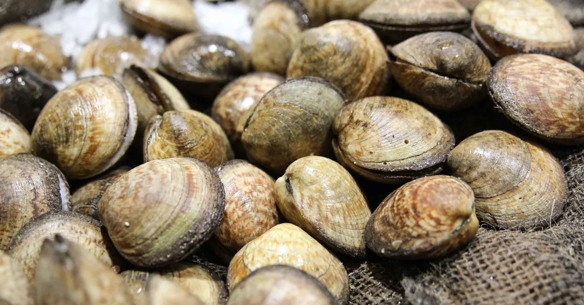 Shellfish Harvesting Banned in Tétouan's Targha-Chmala Region