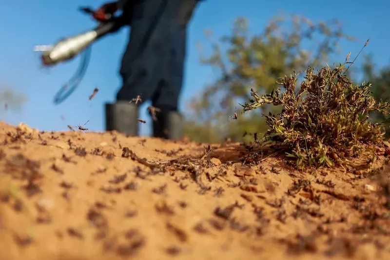 FAO Urges Enhanced Efforts to Combat Desert Locusts in Morocco
