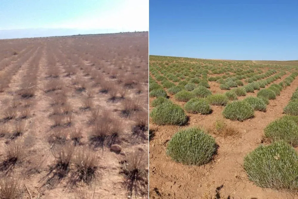Revival of Aromatic Plants in Morocco Post-Drought