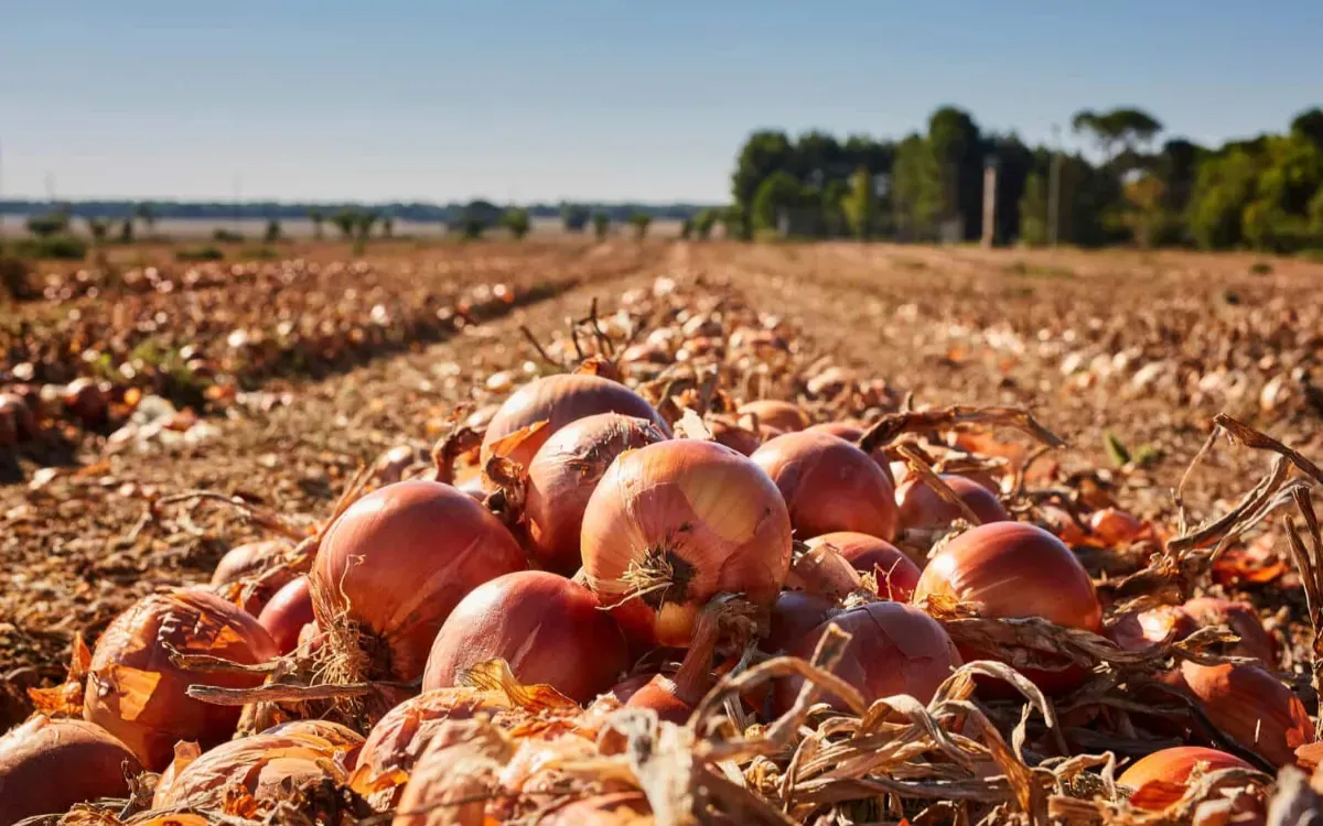 Spanish Onions Surge in Moroccan Market Amid Rising Local Prices
