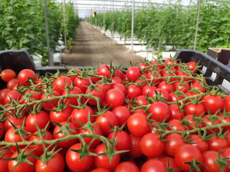Morocco Implements Export Restrictions on Tomatoes to Stabilize Domestic Market