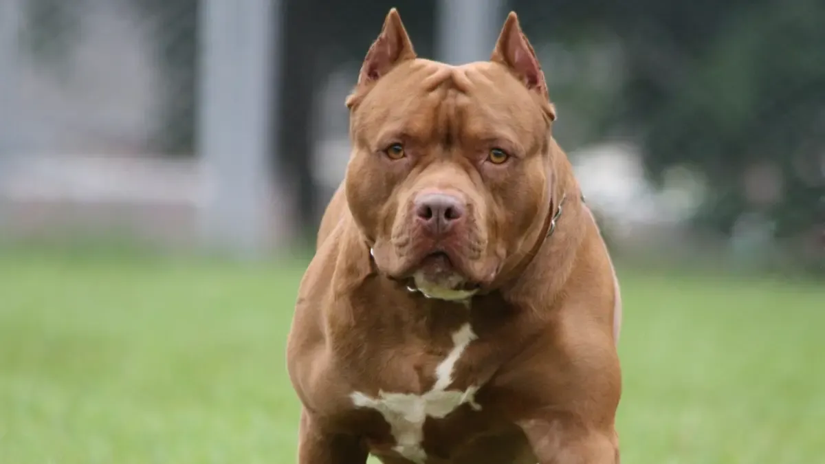 Tragic Dog Attack Claims Young Life in Tangier, Morocco