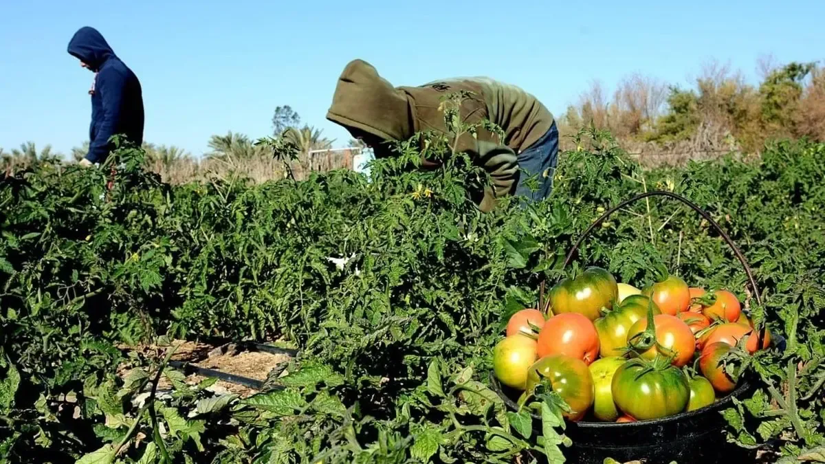 Moroccan Agricultural Products Face Scrutiny Amid Safety Concerns