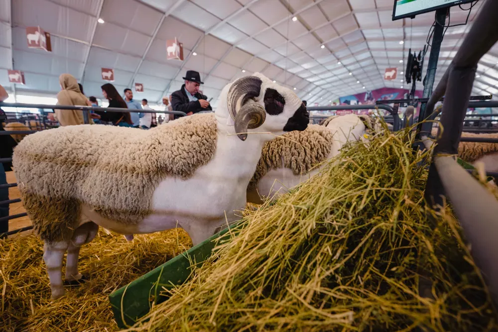 The Resumption of Aïd Al Adha Sacrifice in Morocco: A Promising Return