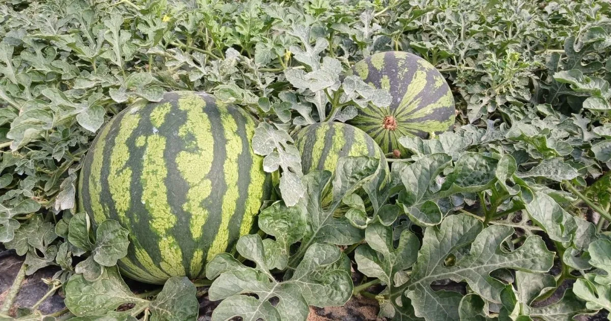 Spanish Fruit Market Faces Challenges Amid Growing Imports