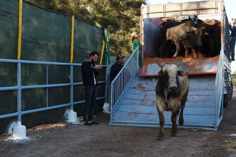 Morocco's Resumption of Cattle and Meat Imports from Europe Remains Uncertain