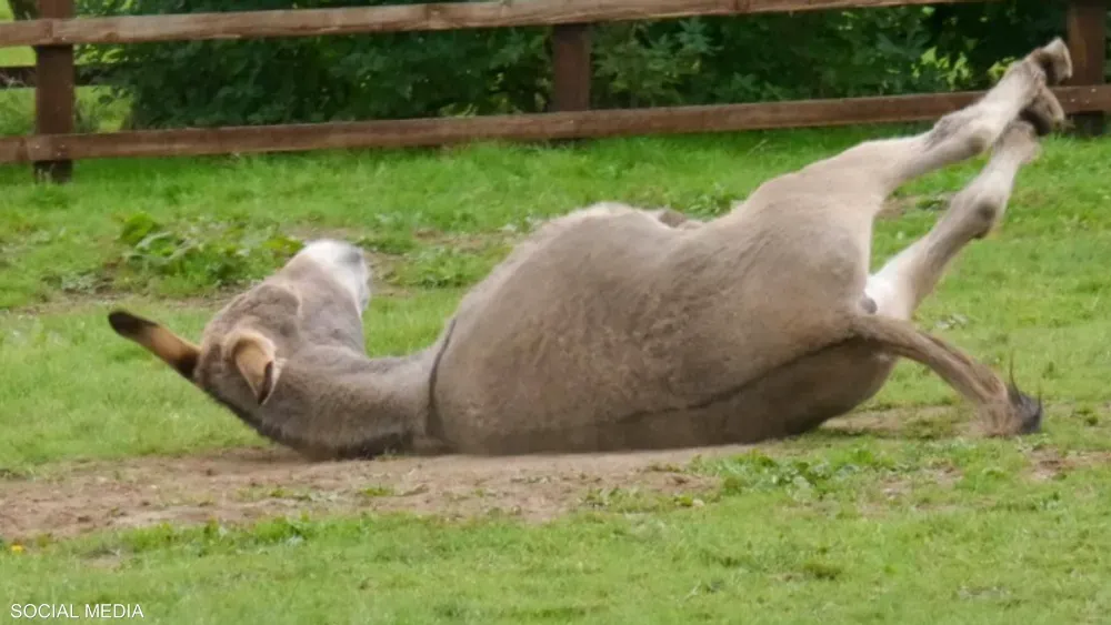 Court Ruling in Favor of a Donkey Assaulted with an Axe, Mandates Compensation of 3,000 Dirhams