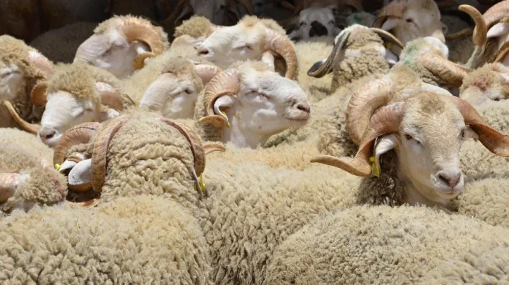 Glovo Introduces Sheep Ordering and Delivery Service for Aïd Al-Adha in Casablanca