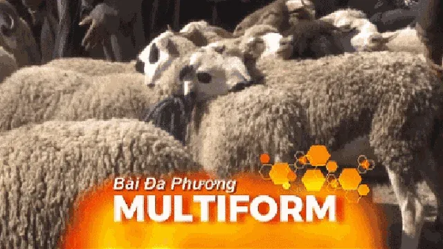 Morocco Prepares for Eid al-Adha Amidst Revitalized Livestock Markets