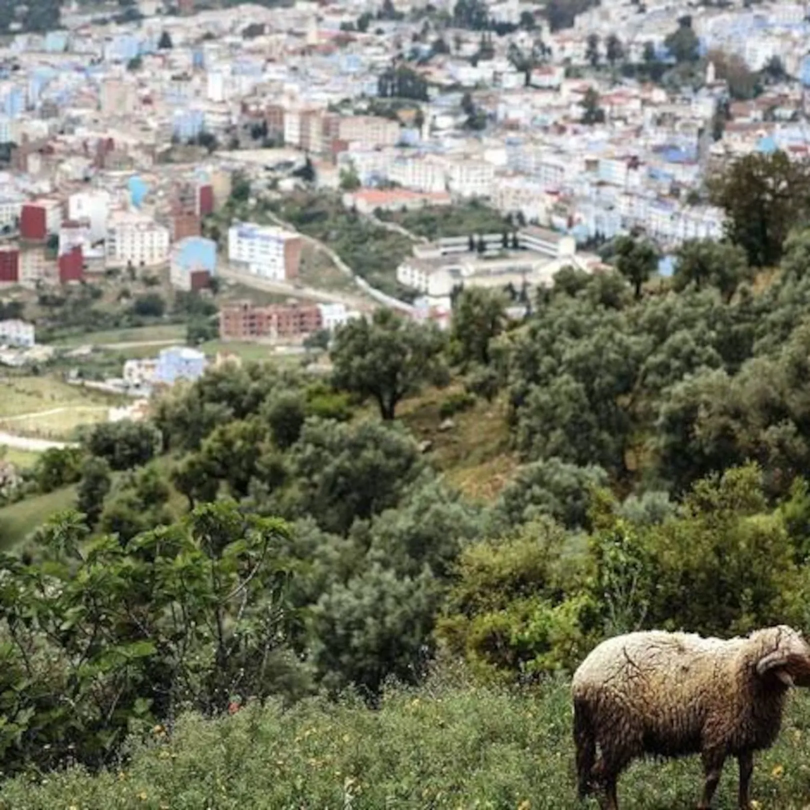 Morocco's Eid Celebrations: A Joyful Occasion with Rising Costs