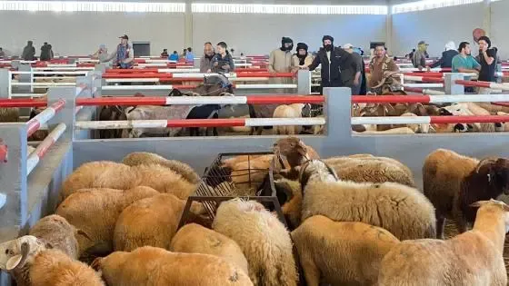 Urgent: Laayoune Boosts Its Markets with New Supplies of Sacrificial Animals to Meet Rising Demand
