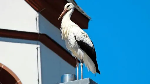 Felicitas the Stork Completes Remarkable 3,000-Kilometer Journey Home