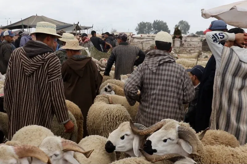 Eid al-Adha Sheep Shortage Sparks Chaos in Moroccan Markets