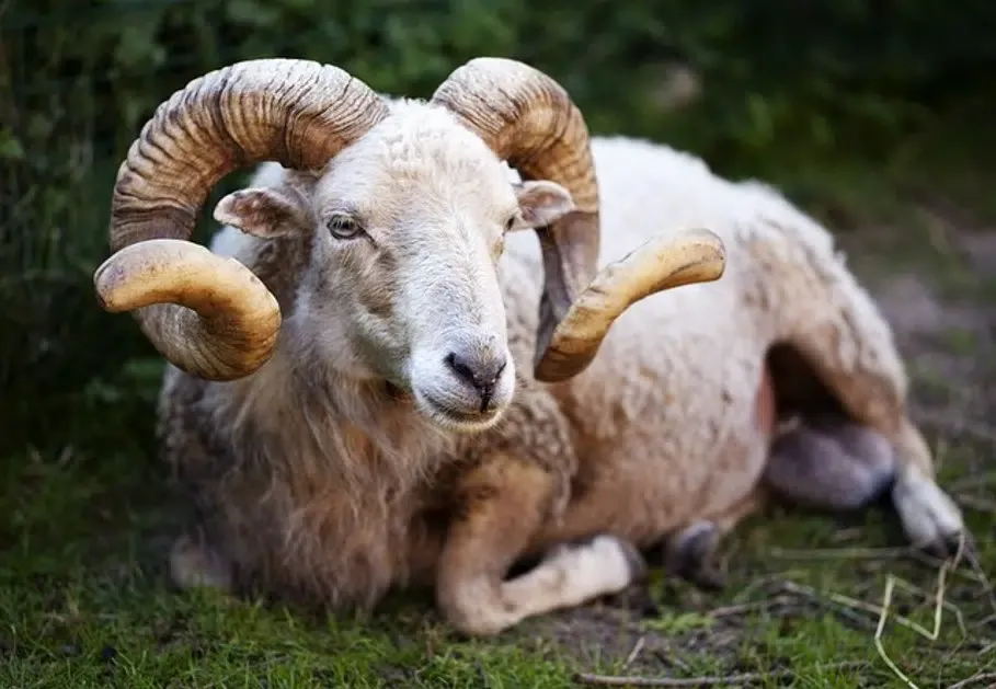 Surging Prices of Sacrificial Animals in Morocco Ahead of Aïd al-Adha 2026