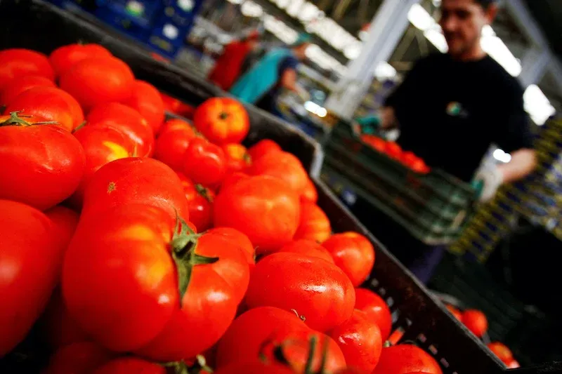 Moroccan Tomatoes Support Russian Needs Amid Supply Constraints