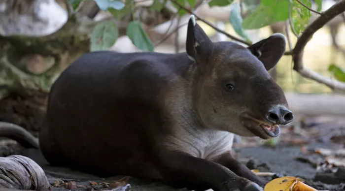 Historic Milestone: Casablanca Zoo Welcomes First Tapir Born in Morocco
